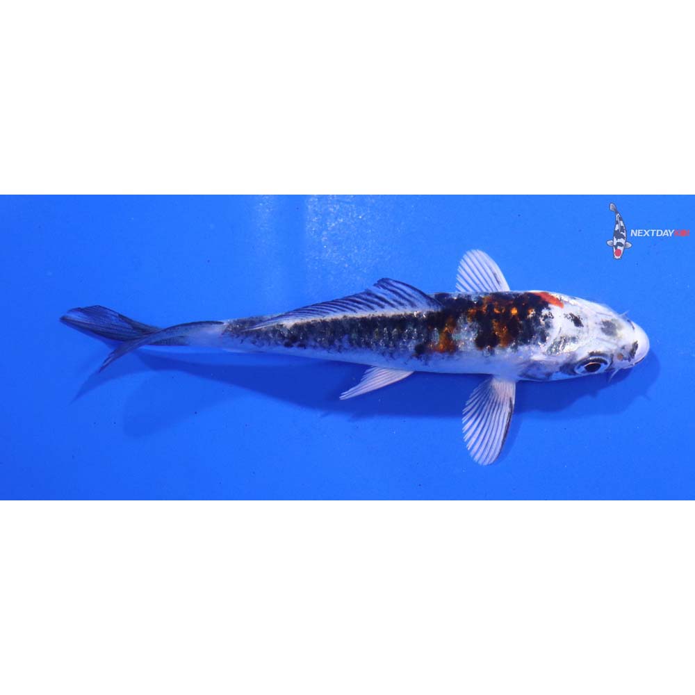 3.5” Imported Yamato Nishiki