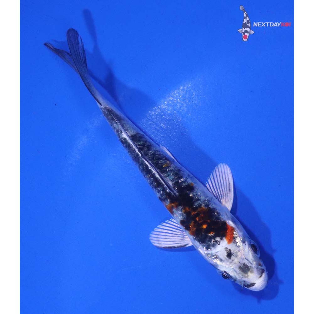 3.5” Imported Yamato Nishiki