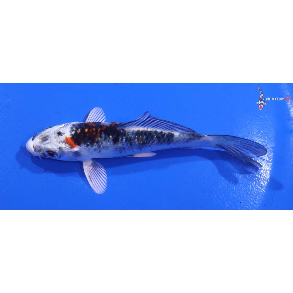 3.5” Imported Yamato Nishiki