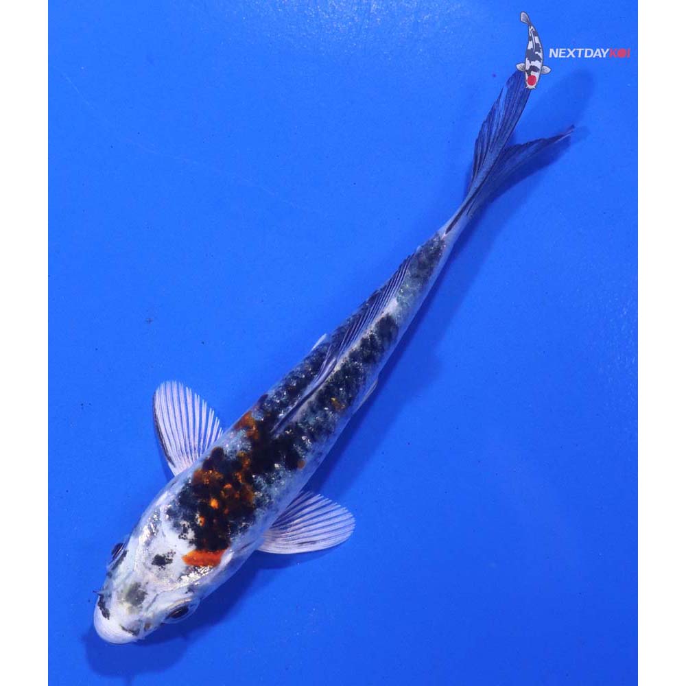 3.5” Imported Yamato Nishiki