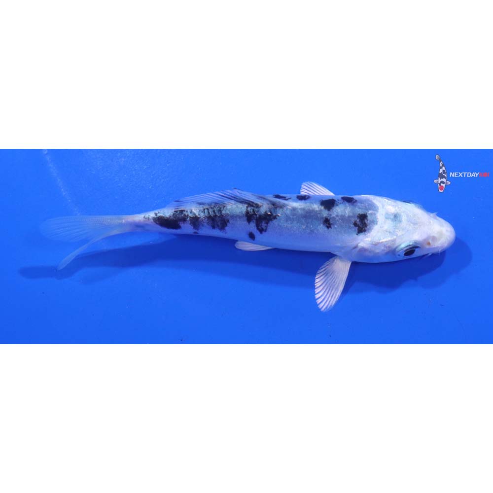 4” Imported Doitsu Gin Shiro Bekko