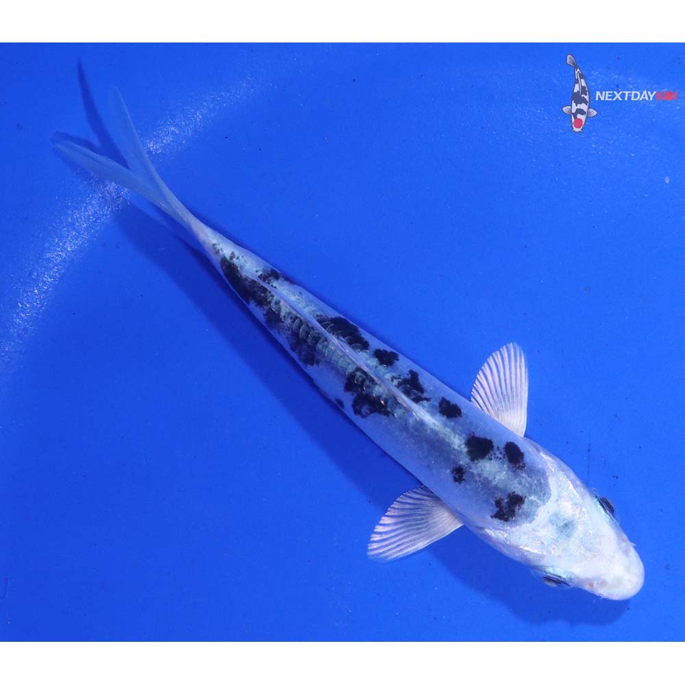 4” Imported Doitsu Gin Shiro Bekko