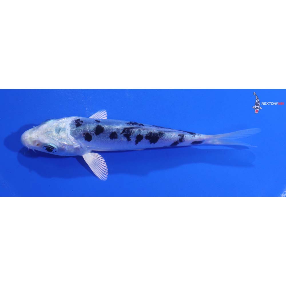 4” Imported Doitsu Gin Shiro Bekko