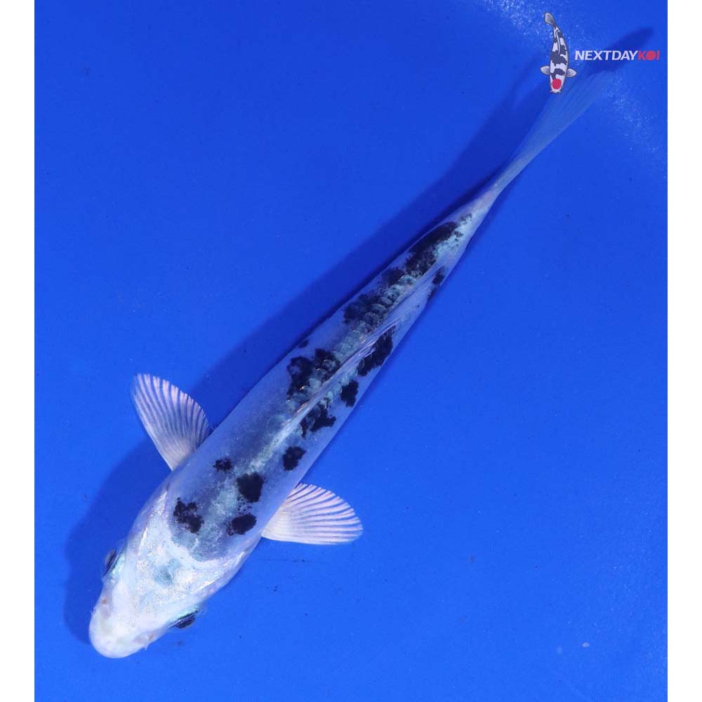 4” Imported Doitsu Gin Shiro Bekko