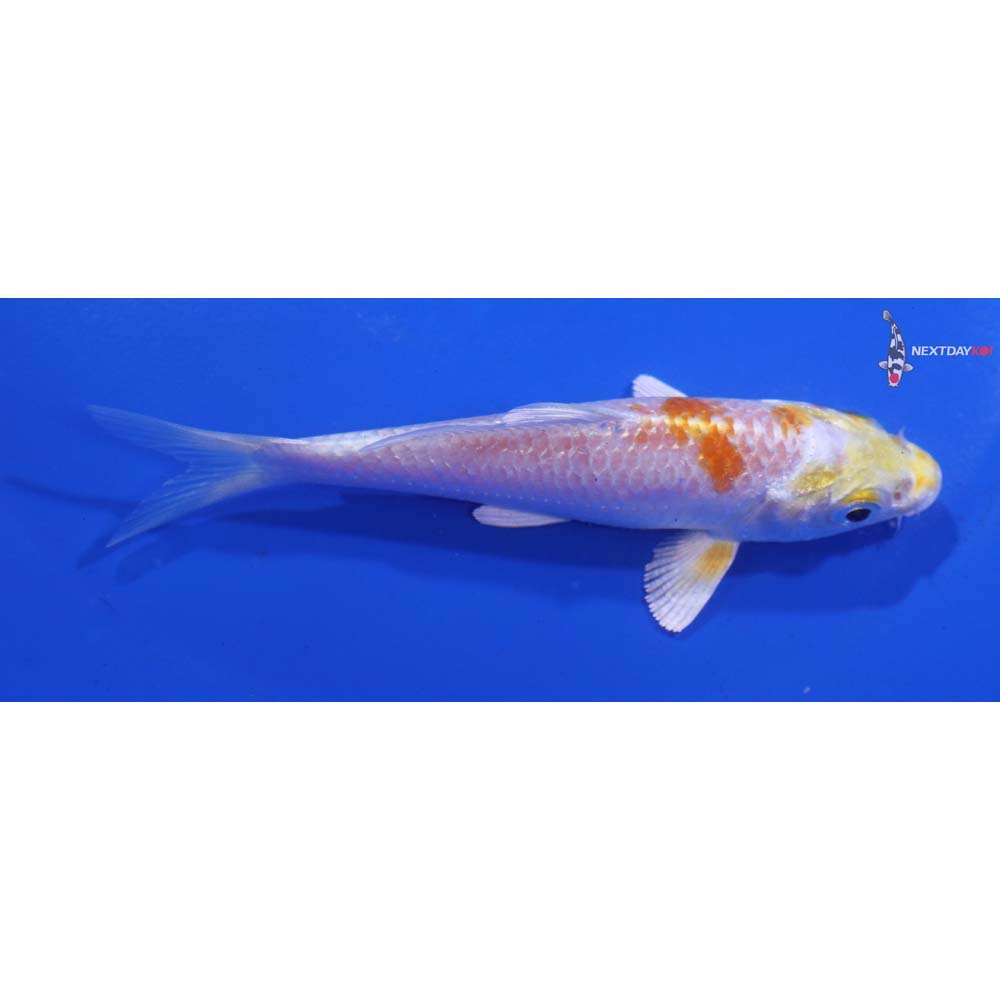 4” Imported Lemon Hariwake