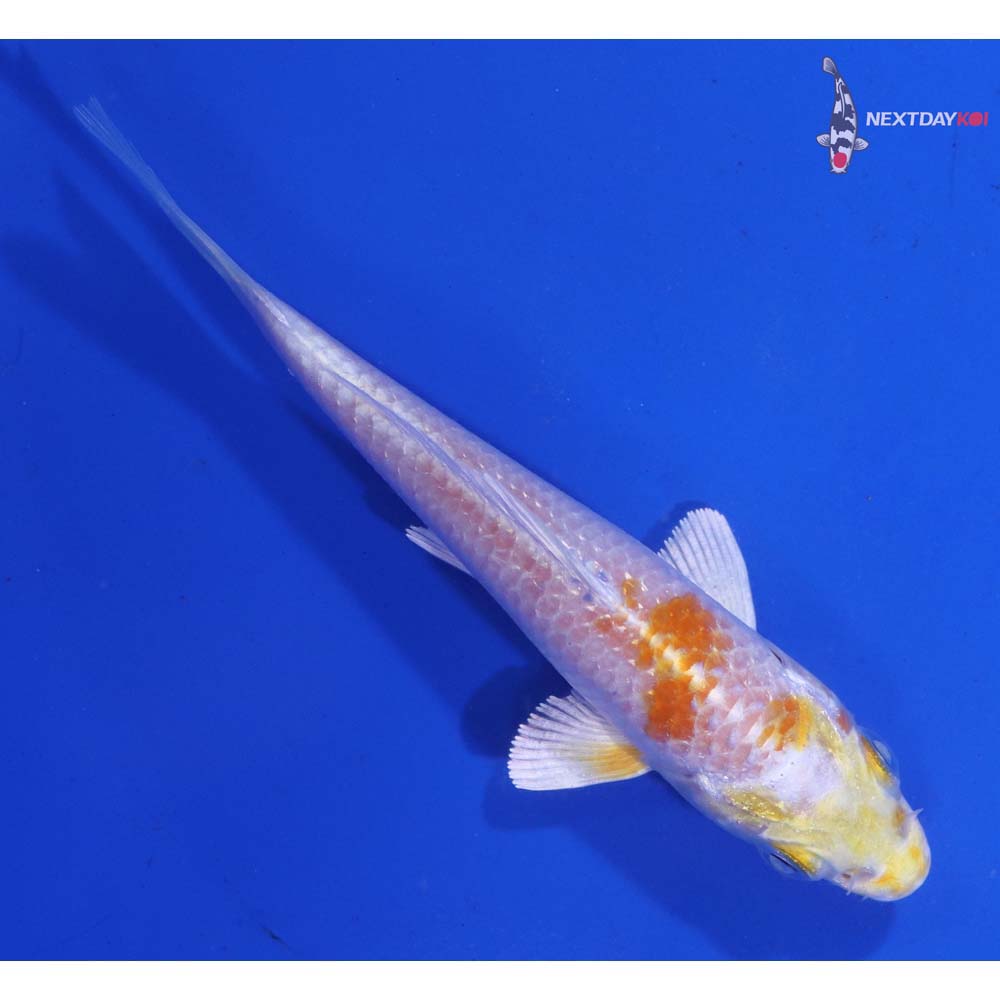4” Imported Lemon Hariwake