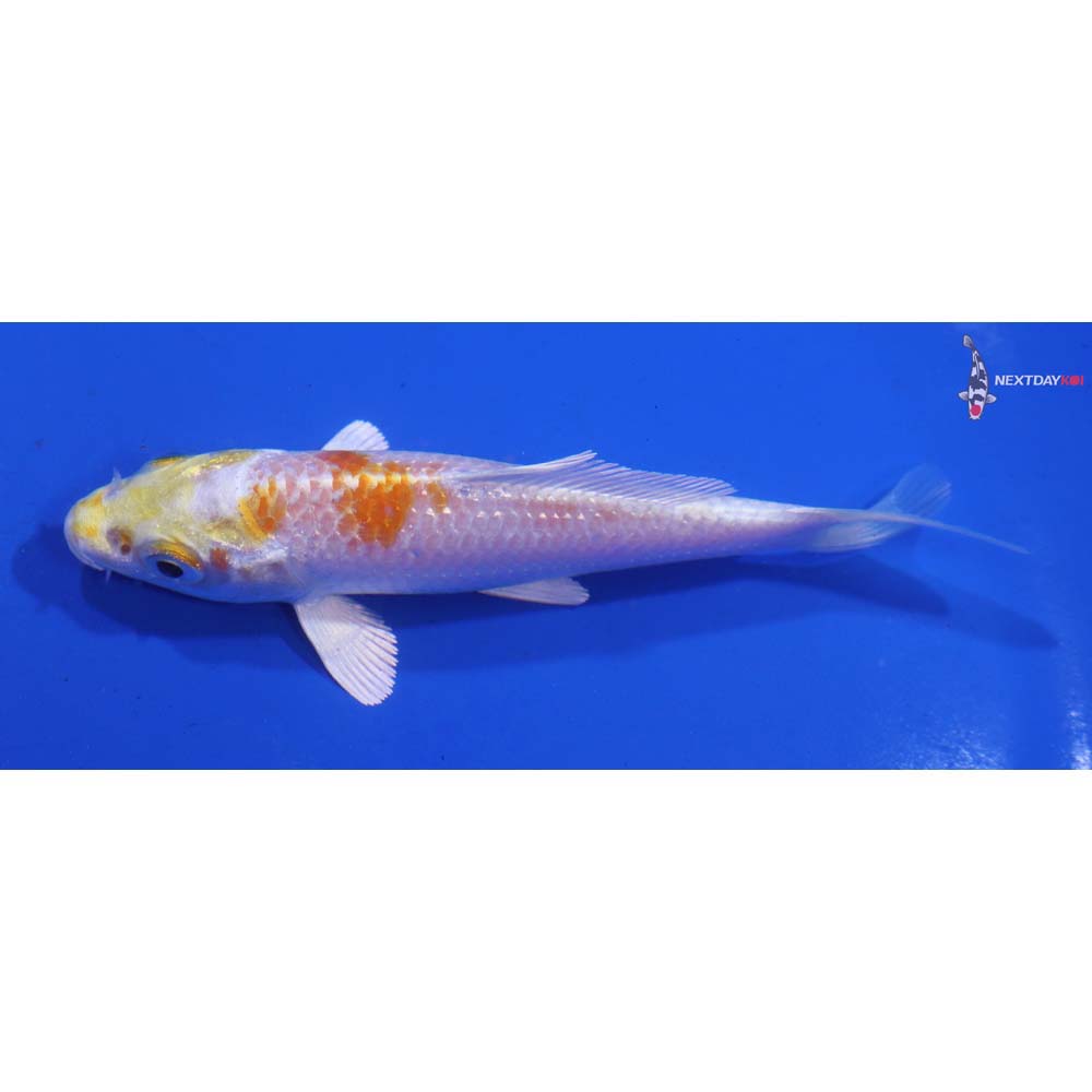 4” Imported Lemon Hariwake