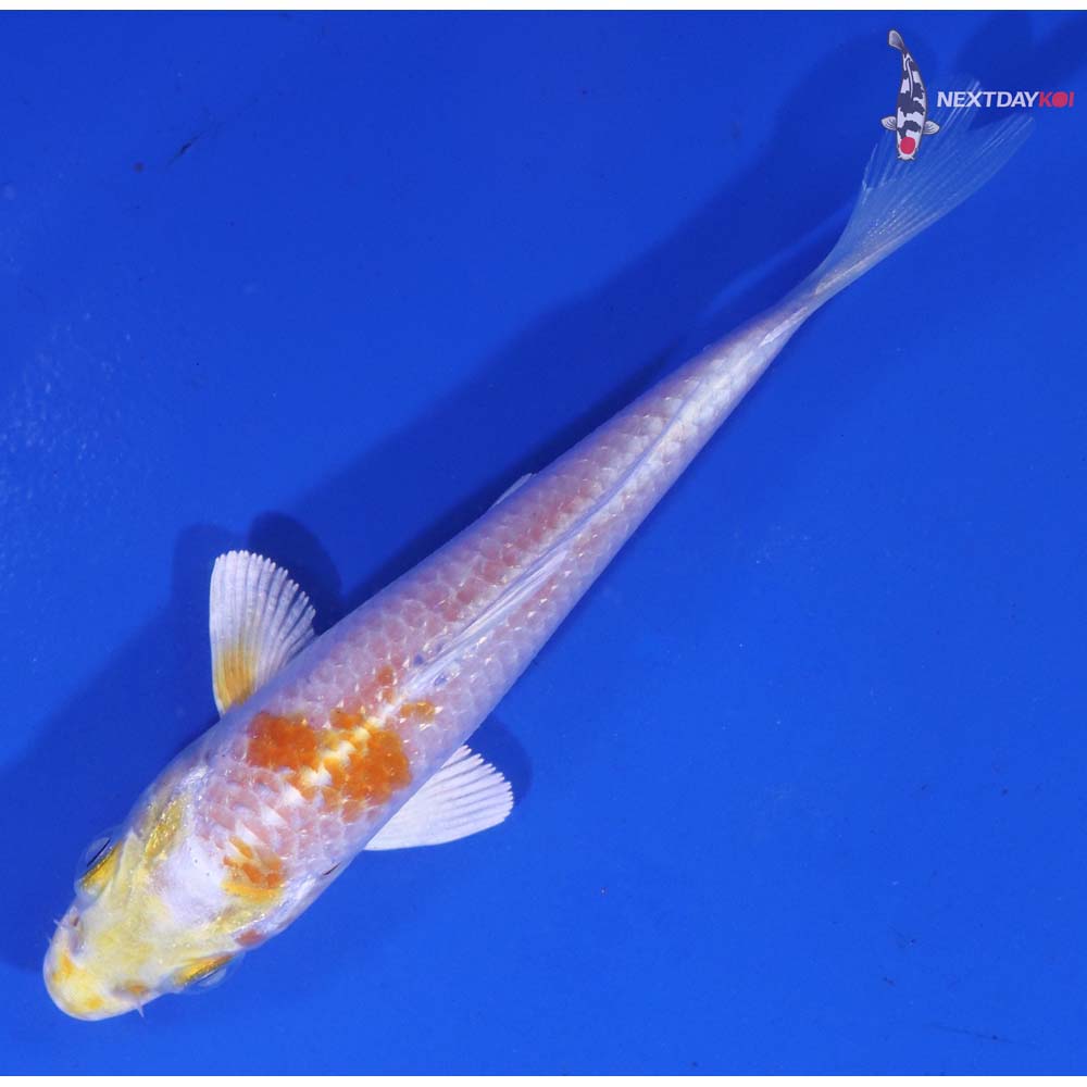 4” Imported Lemon Hariwake