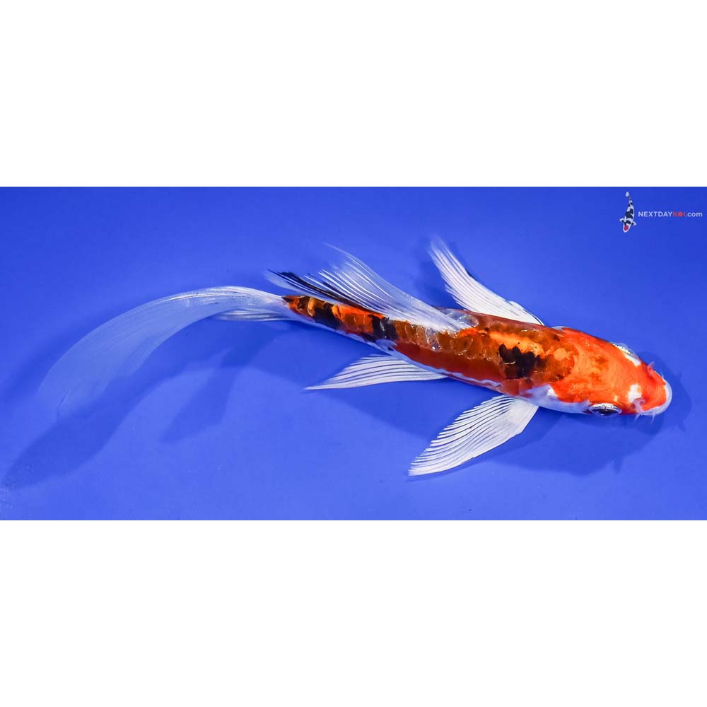 6” Imported Heisei Nishiki Butterfly Koi
