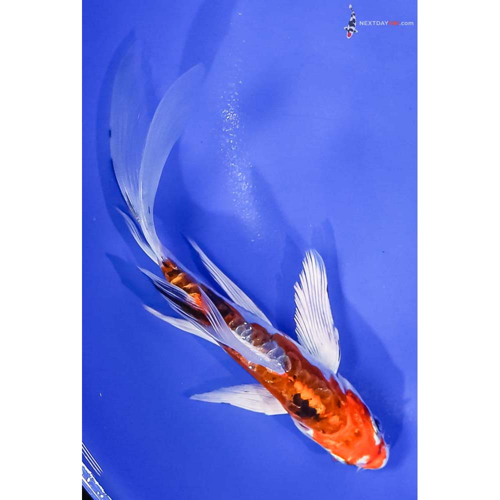6” Imported Heisei Nishiki Butterfly Koi