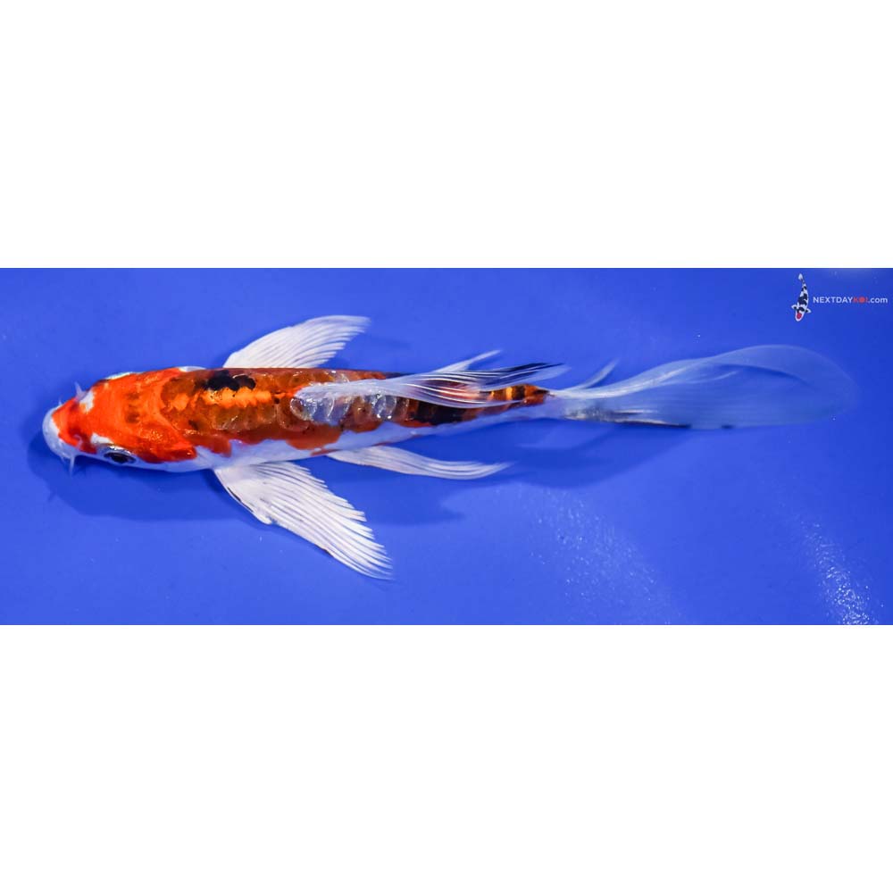 6” Imported Heisei Nishiki Butterfly Koi