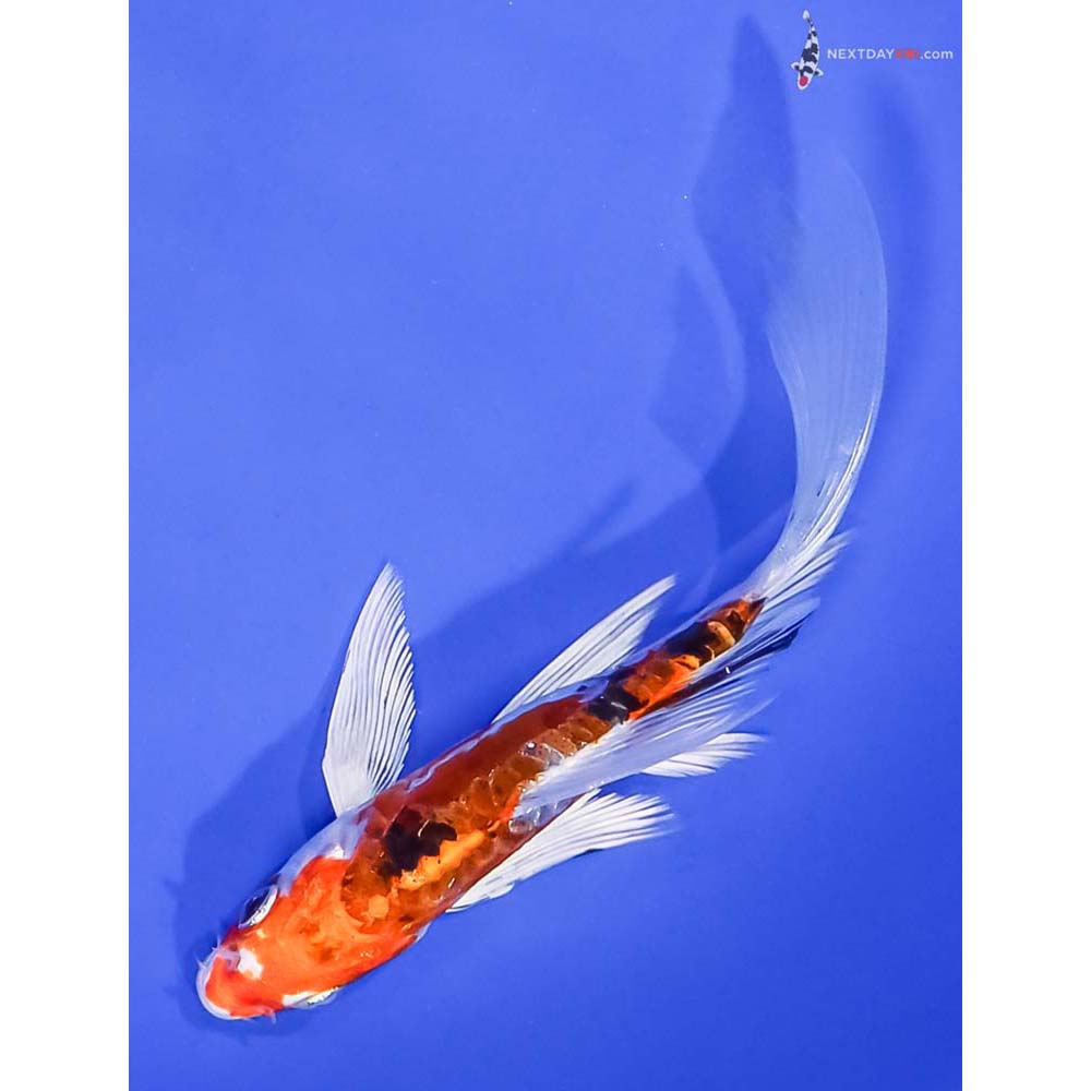6” Imported Heisei Nishiki Butterfly Koi