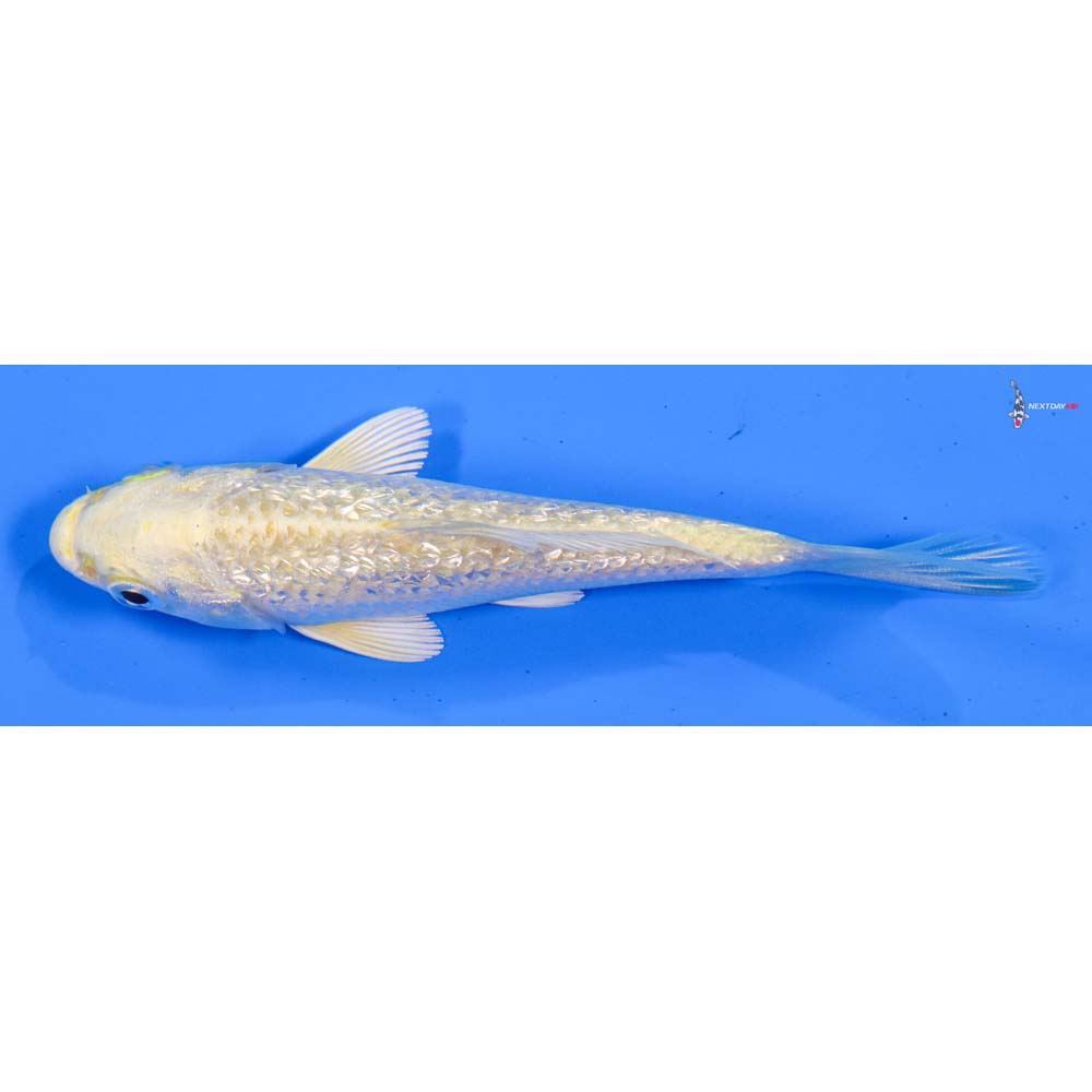 4” Imported Gin Rin Yamabuki Ogon