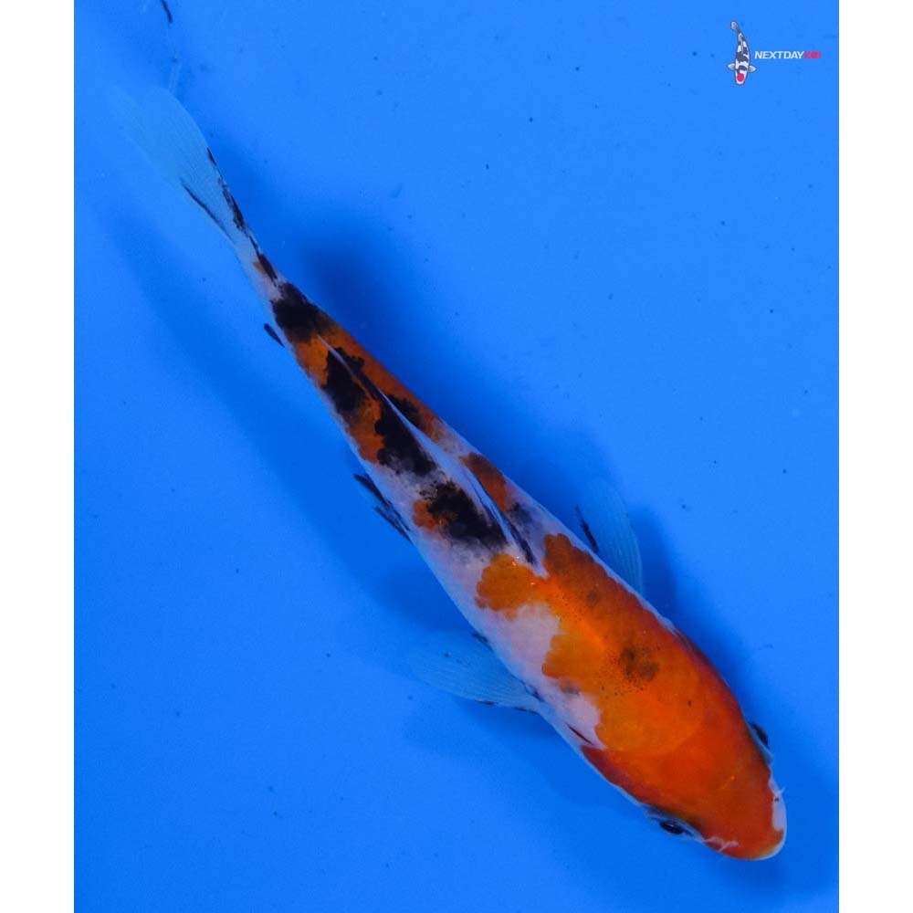 4” Imported Sanke
