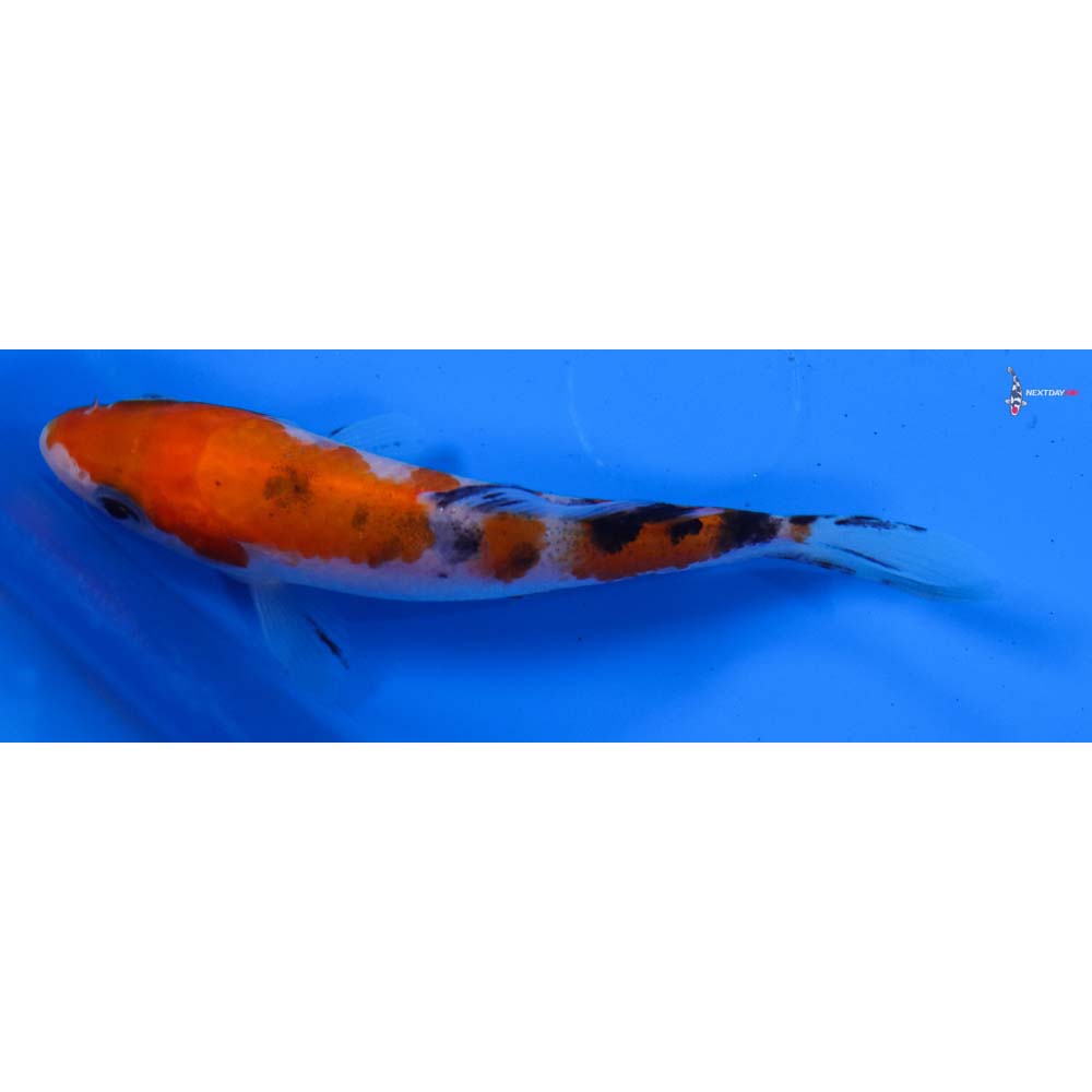 4” Imported Sanke