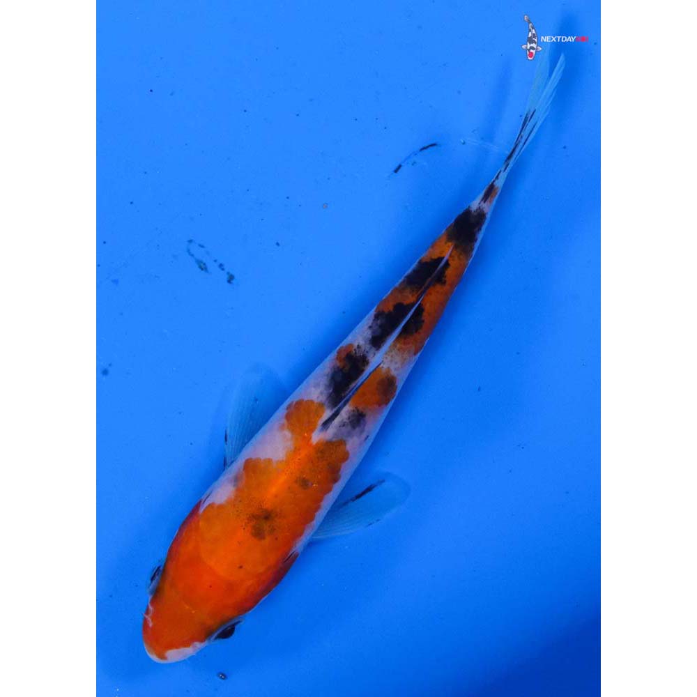 4” Imported Sanke