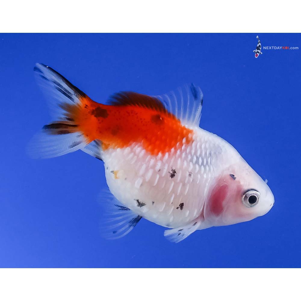 3” Imported Calico Pearlscale