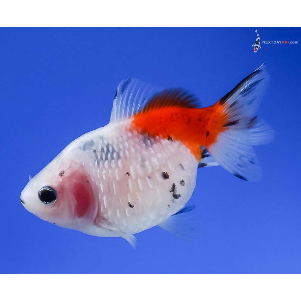 3” Imported Calico Pearlscale