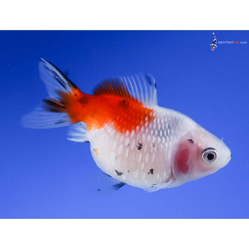 3” Imported Calico Pearlscale
