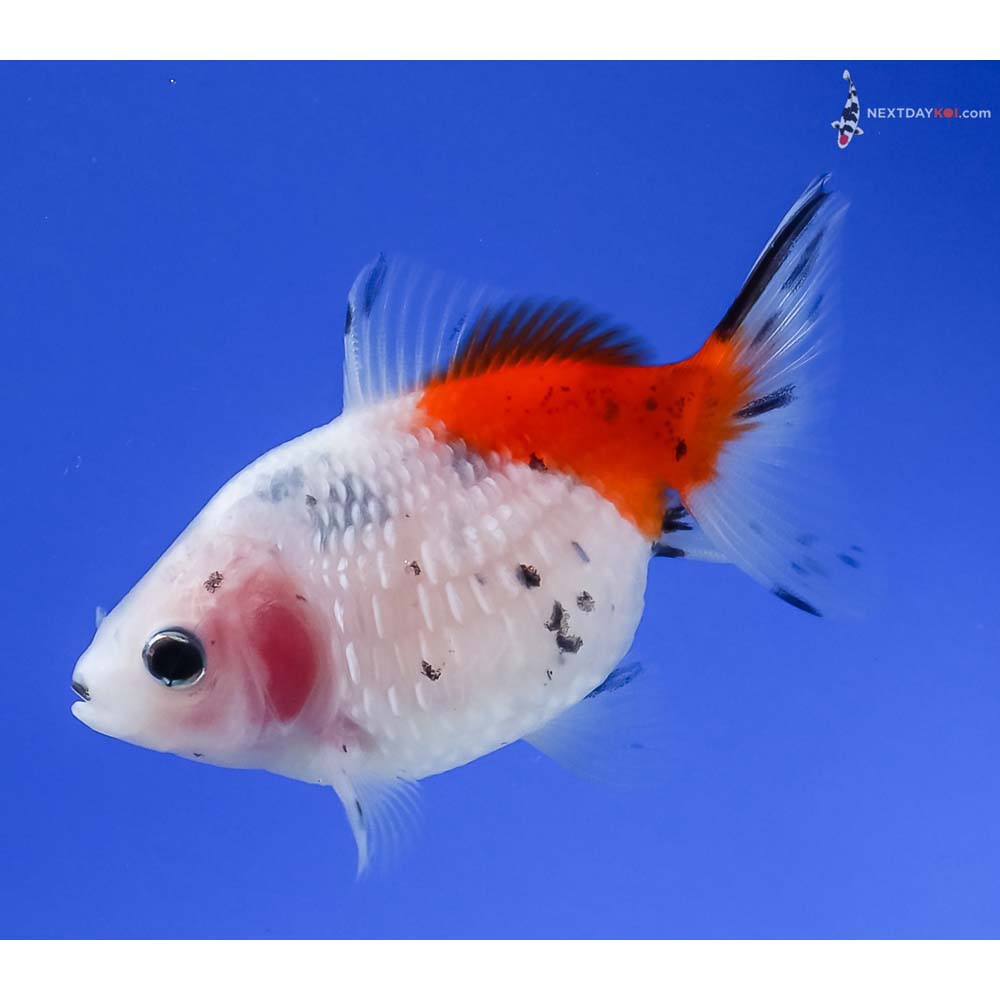 3” Imported Calico Pearlscale
