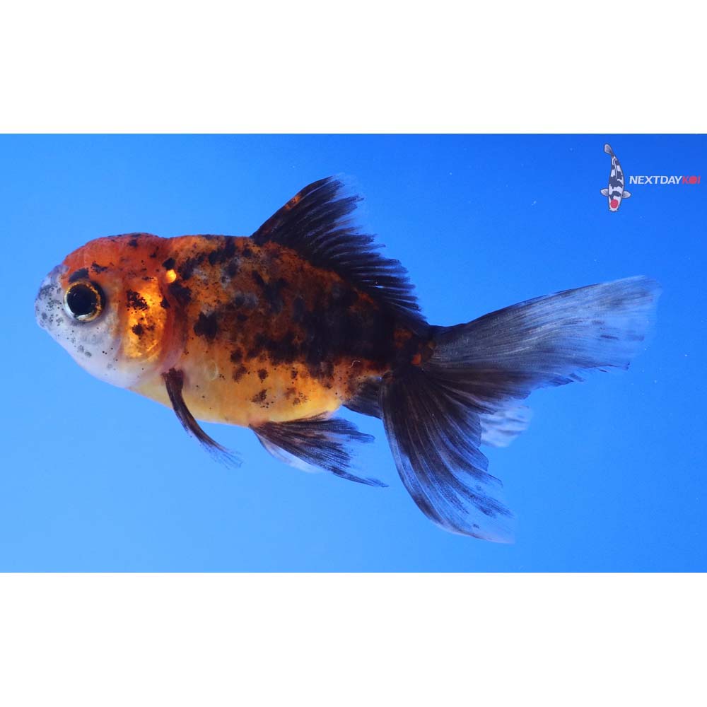 4” Imported Calico Oranda