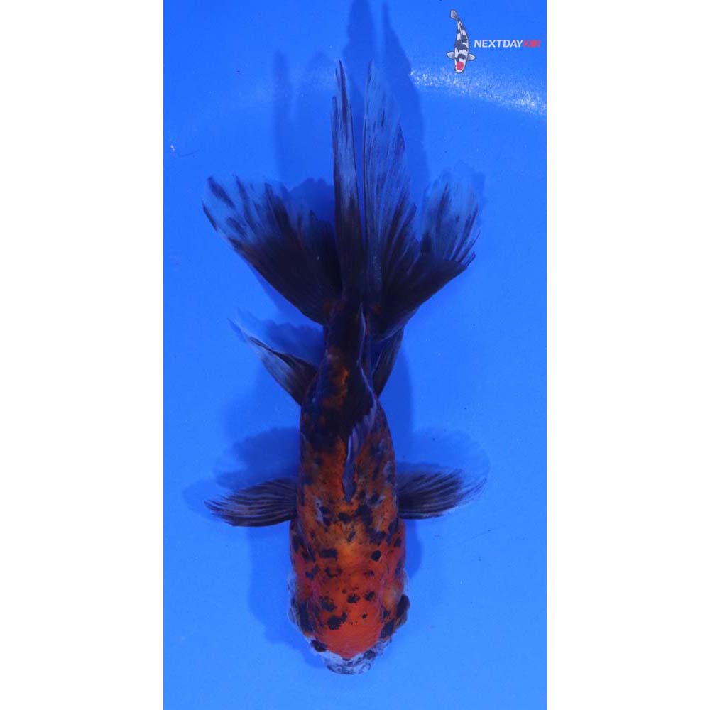 4” Imported Calico Oranda