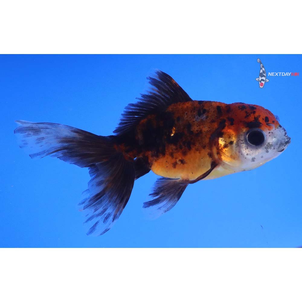4” Imported Calico Oranda