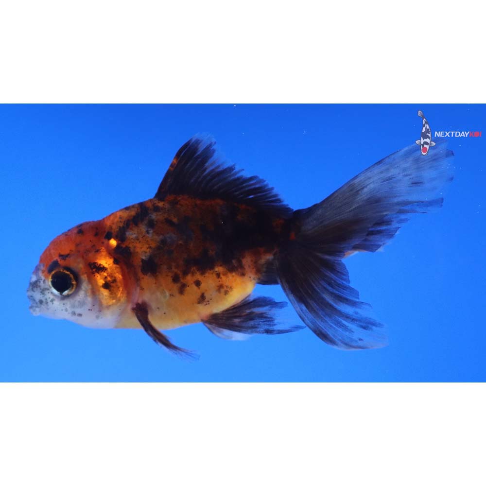 4” Imported Calico Oranda