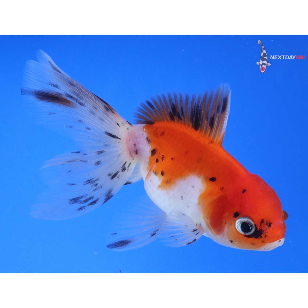 4” Imported Calico Oranda
