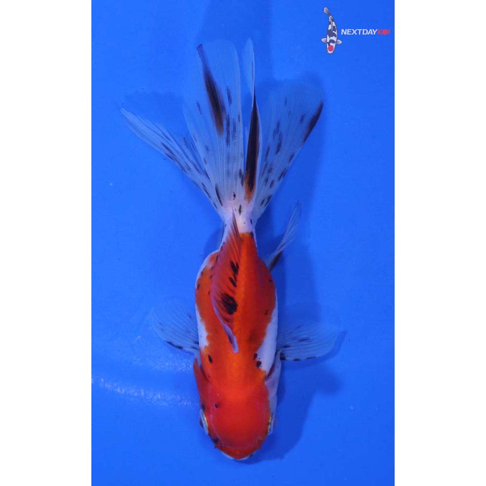 4” Imported Calico Oranda