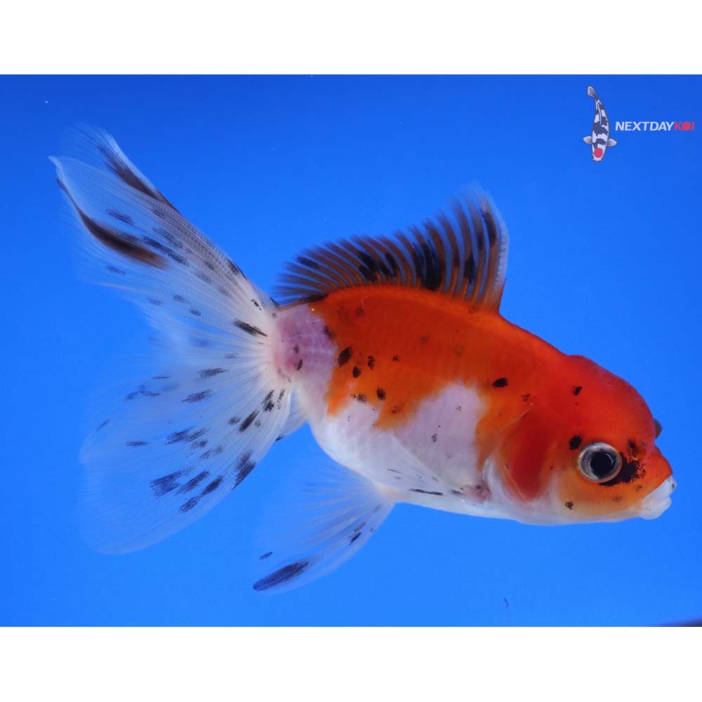 4” Imported Calico Oranda