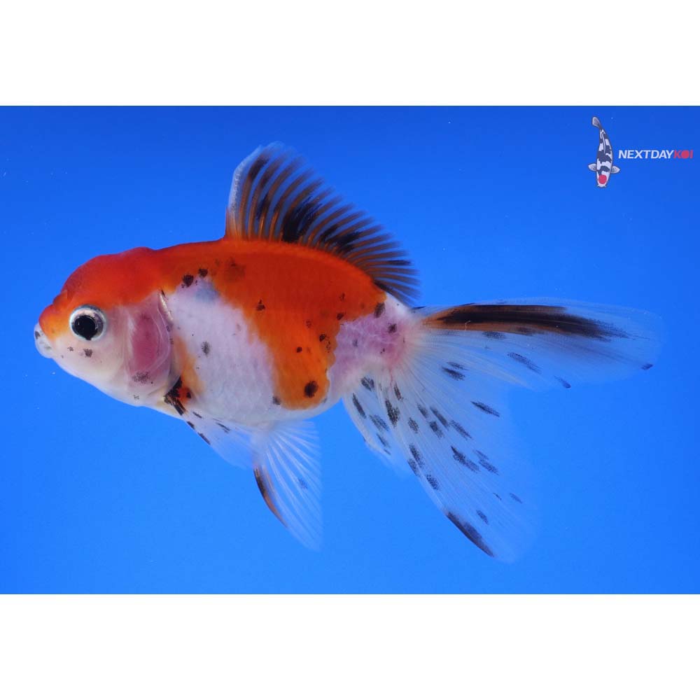 4” Imported Calico Oranda