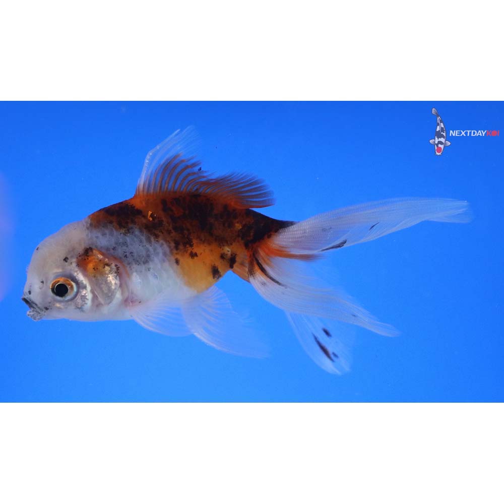 4.5” Imported Calico Oranda
