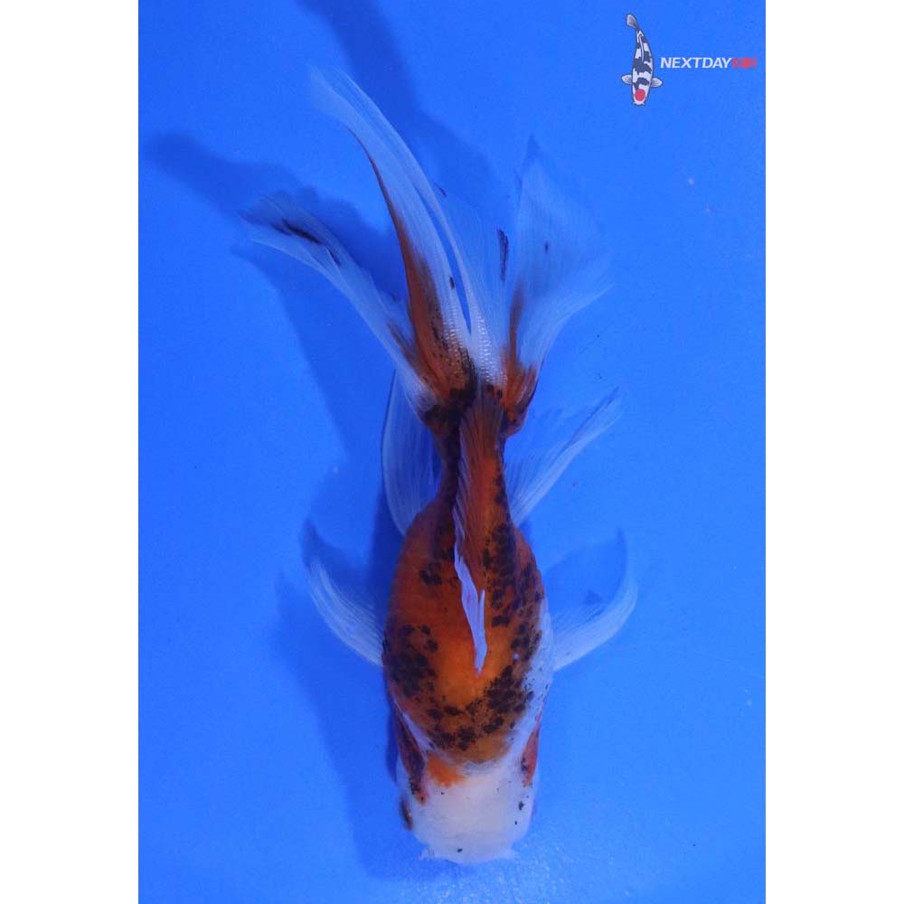 4.5” Imported Calico Oranda