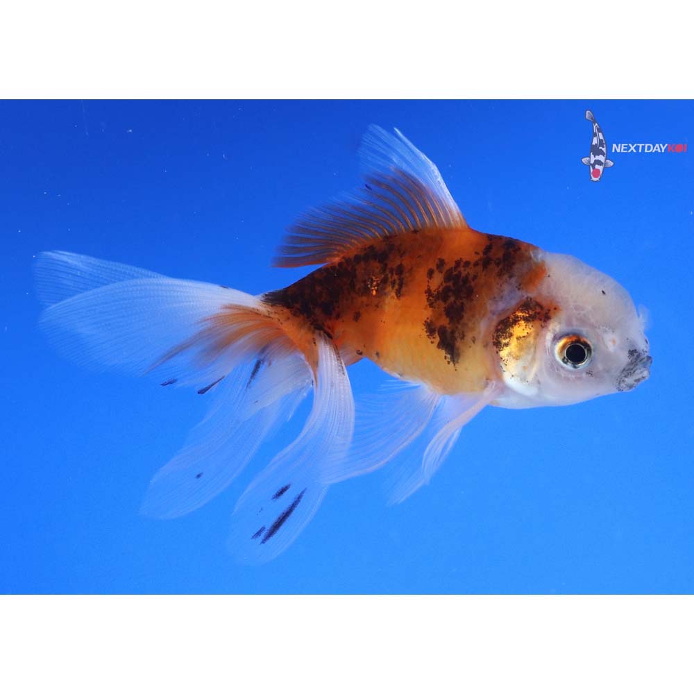 4.5” Imported Calico Oranda