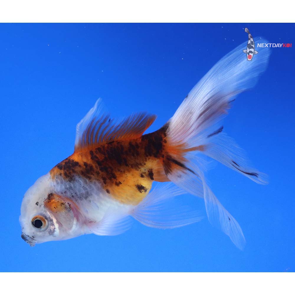 4.5” Imported Calico Oranda