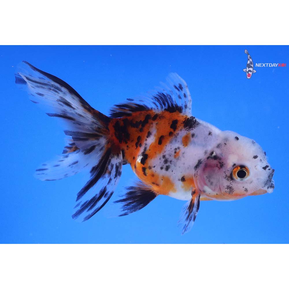 4.5” Imported Calico Oranda