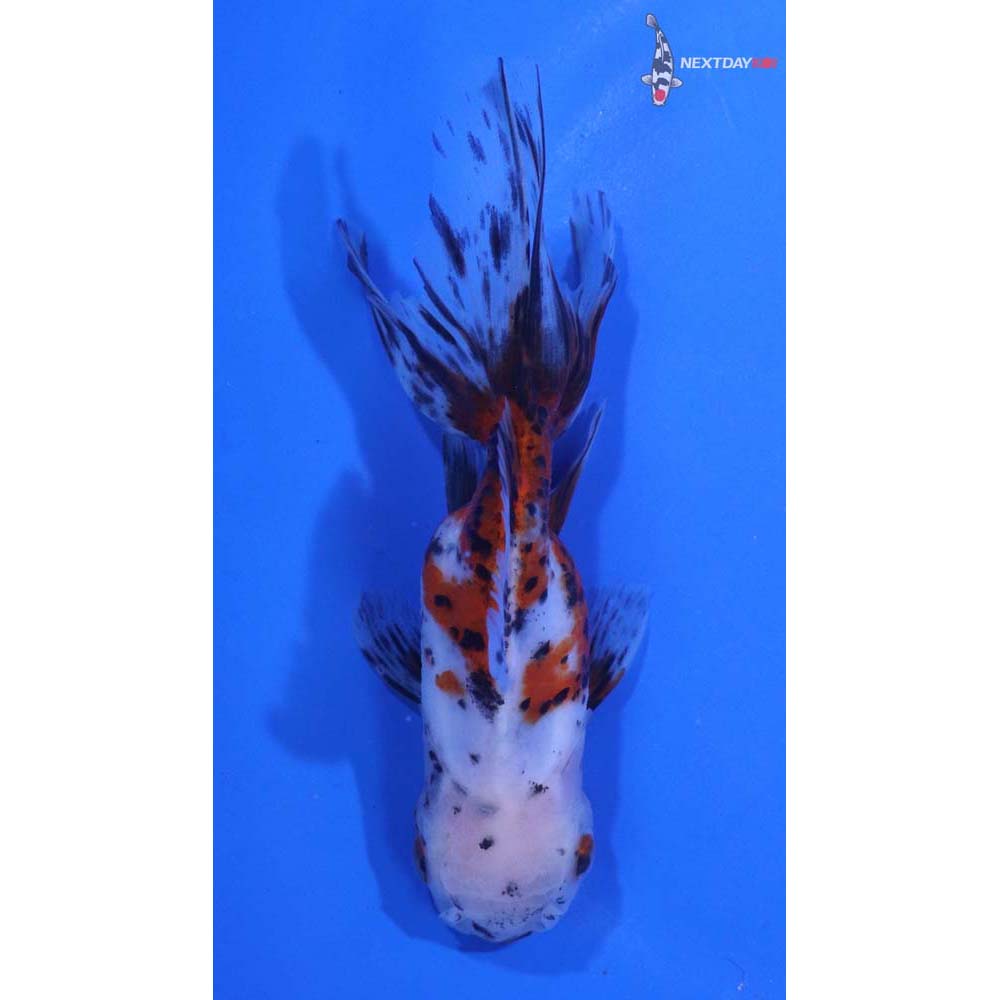 4.5” Imported Calico Oranda