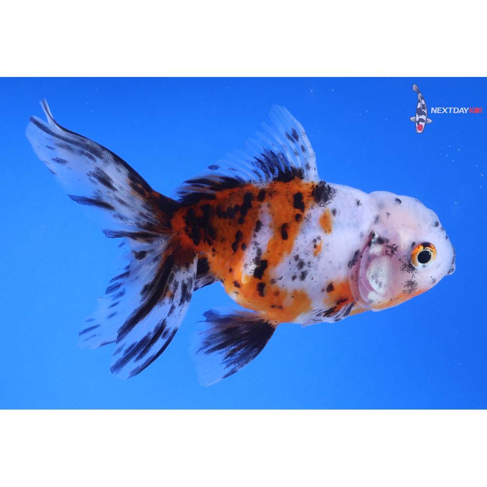 4.5” Imported Calico Oranda