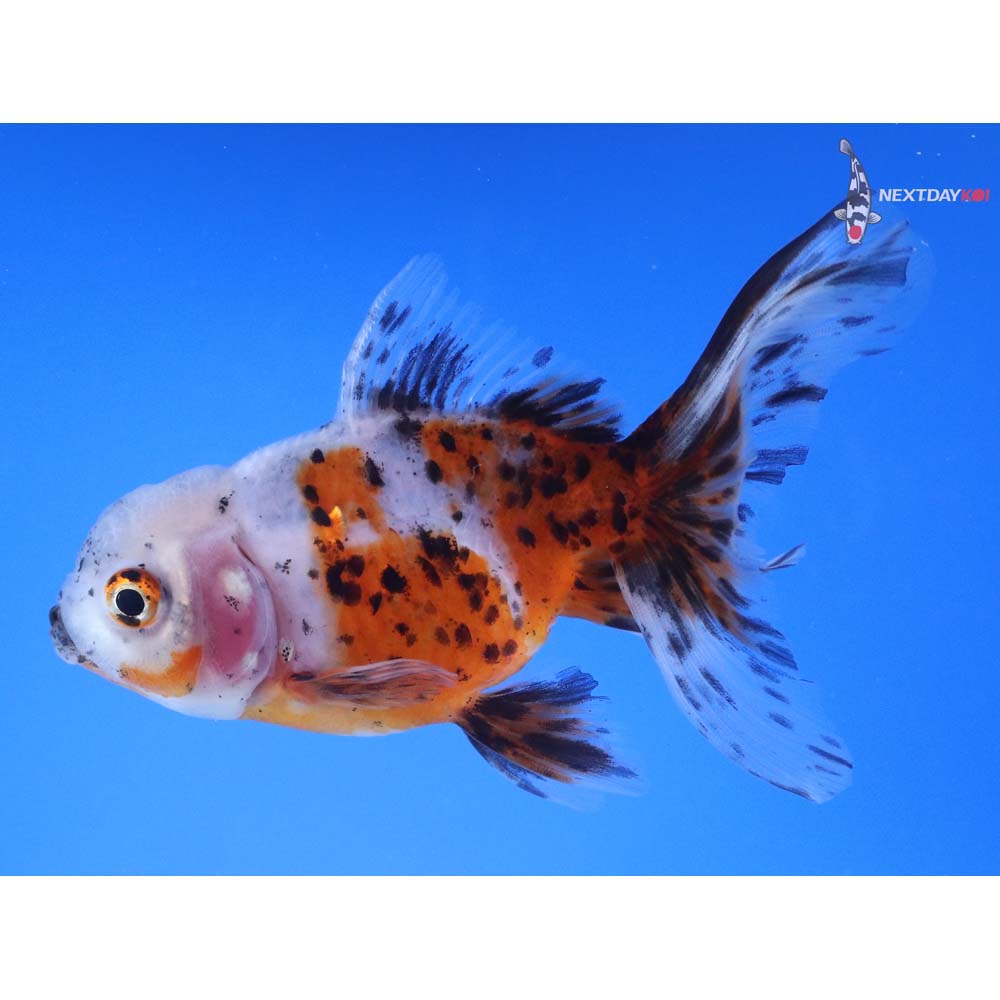 4.5” Imported Calico Oranda