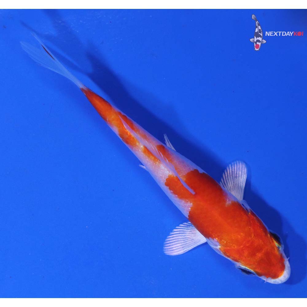 3” Imported Hariwake