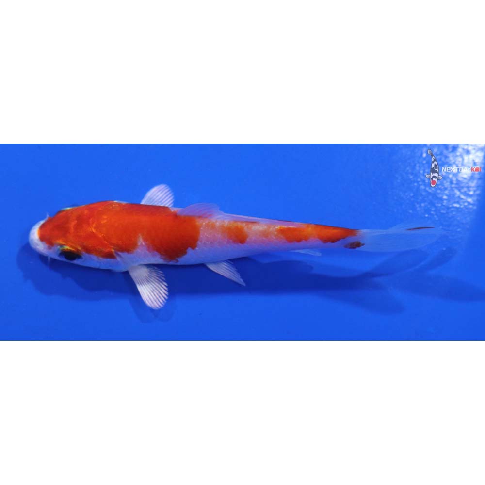 3” Imported Hariwake