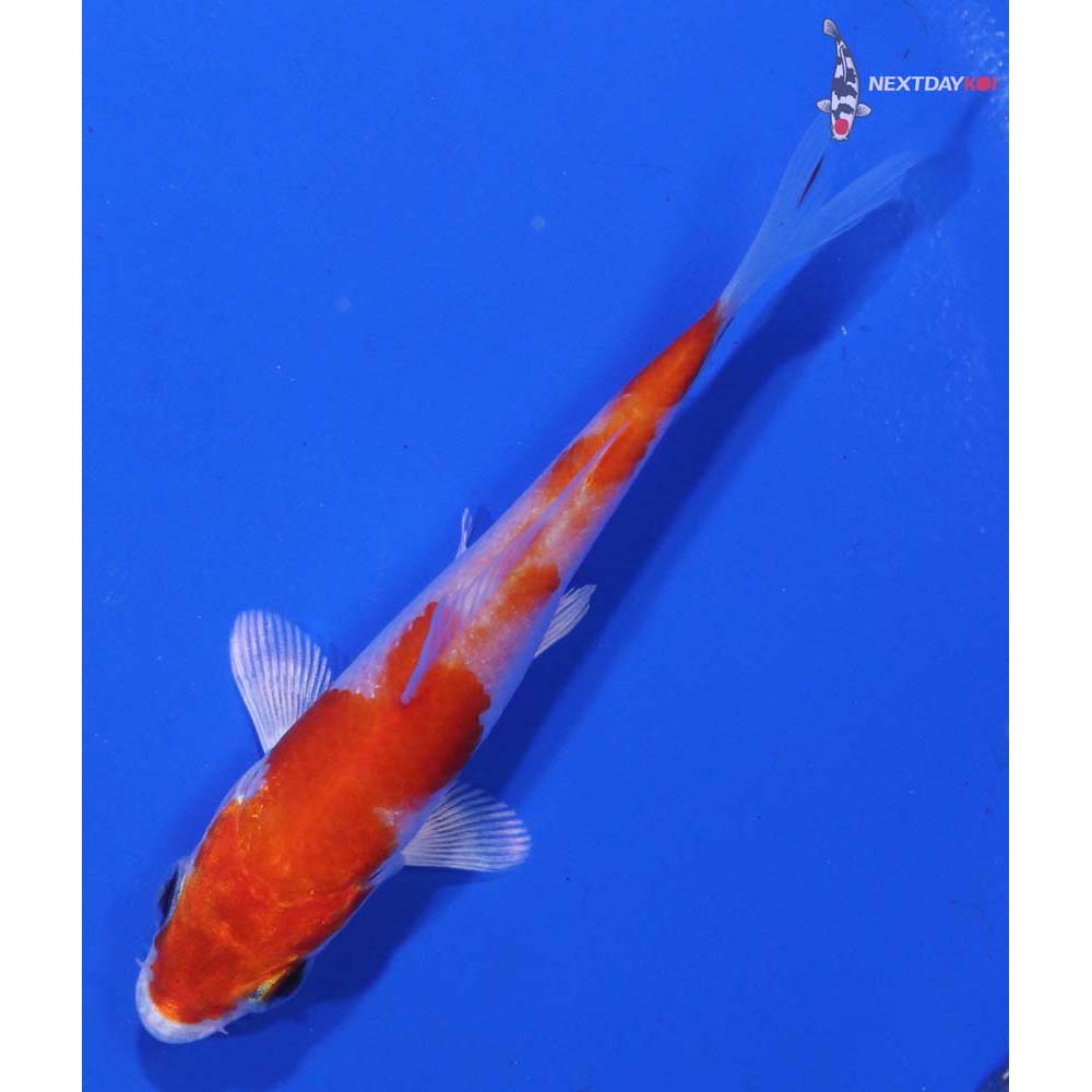 3” Imported Hariwake