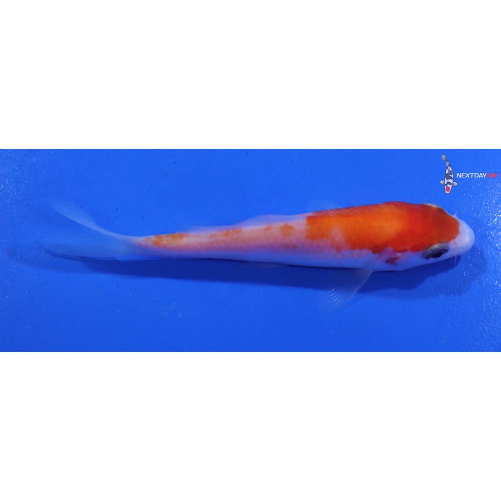 3.5” Imported Kohaku