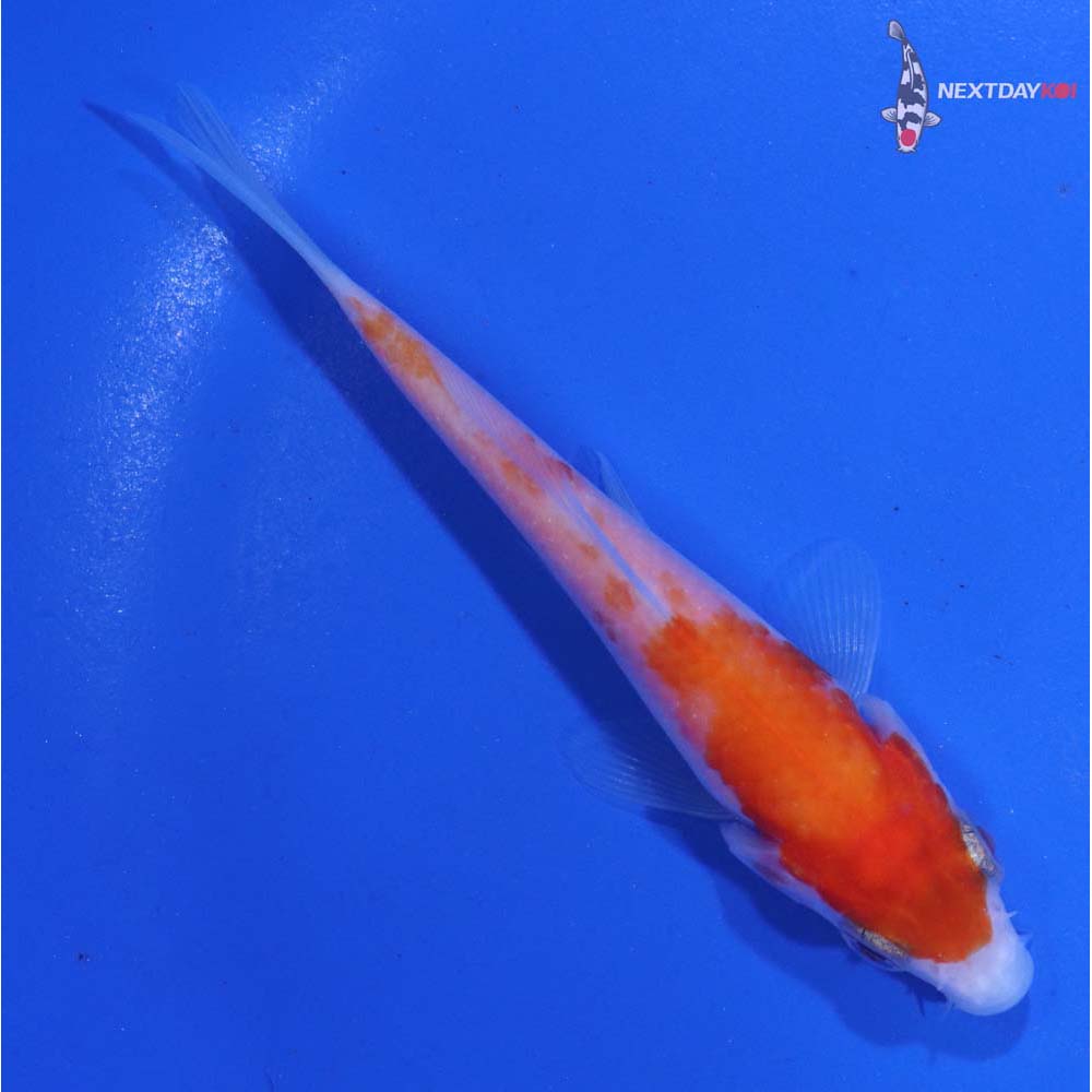 3.5” Imported Kohaku