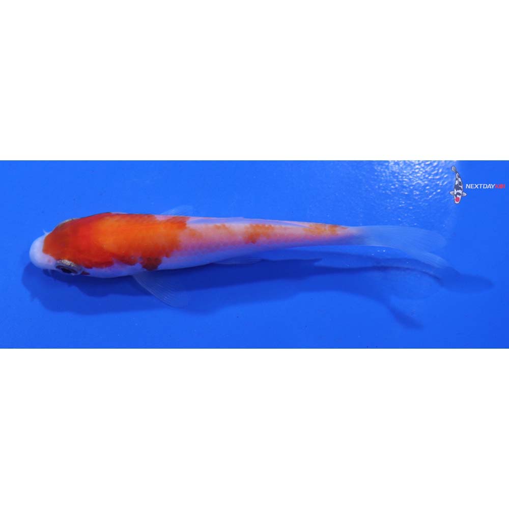 3.5” Imported Kohaku