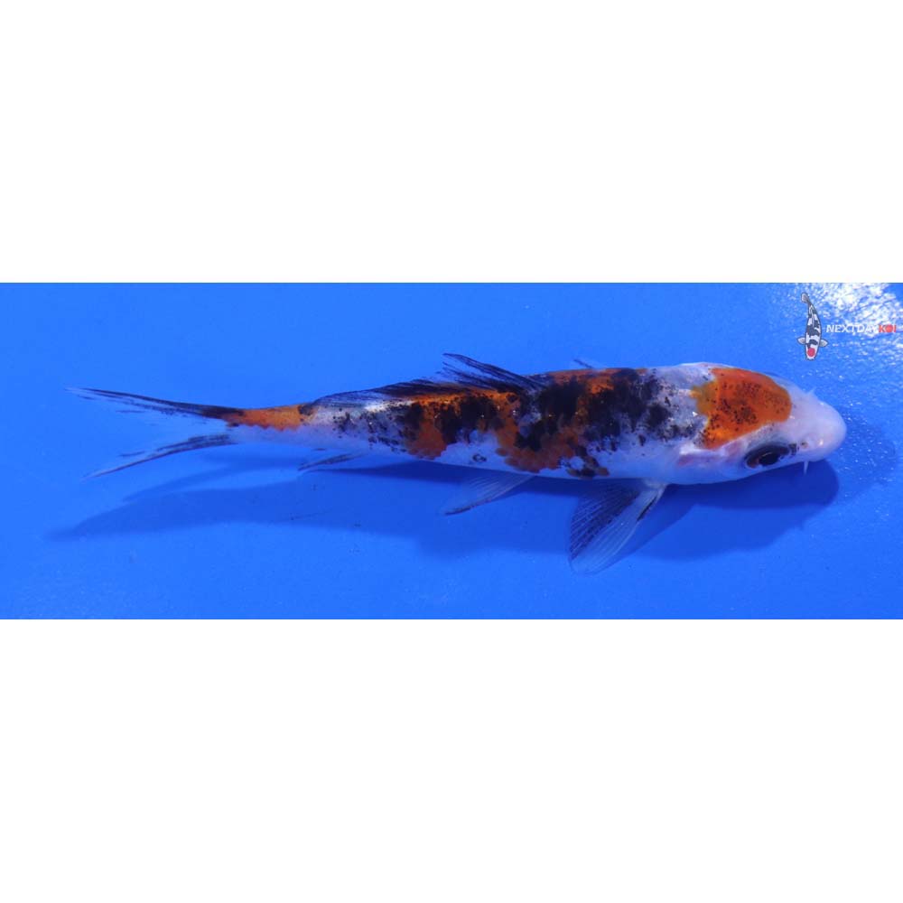 4” Imported Sanke
