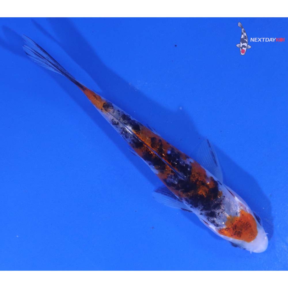4” Imported Sanke