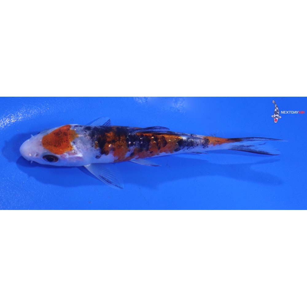 4” Imported Sanke