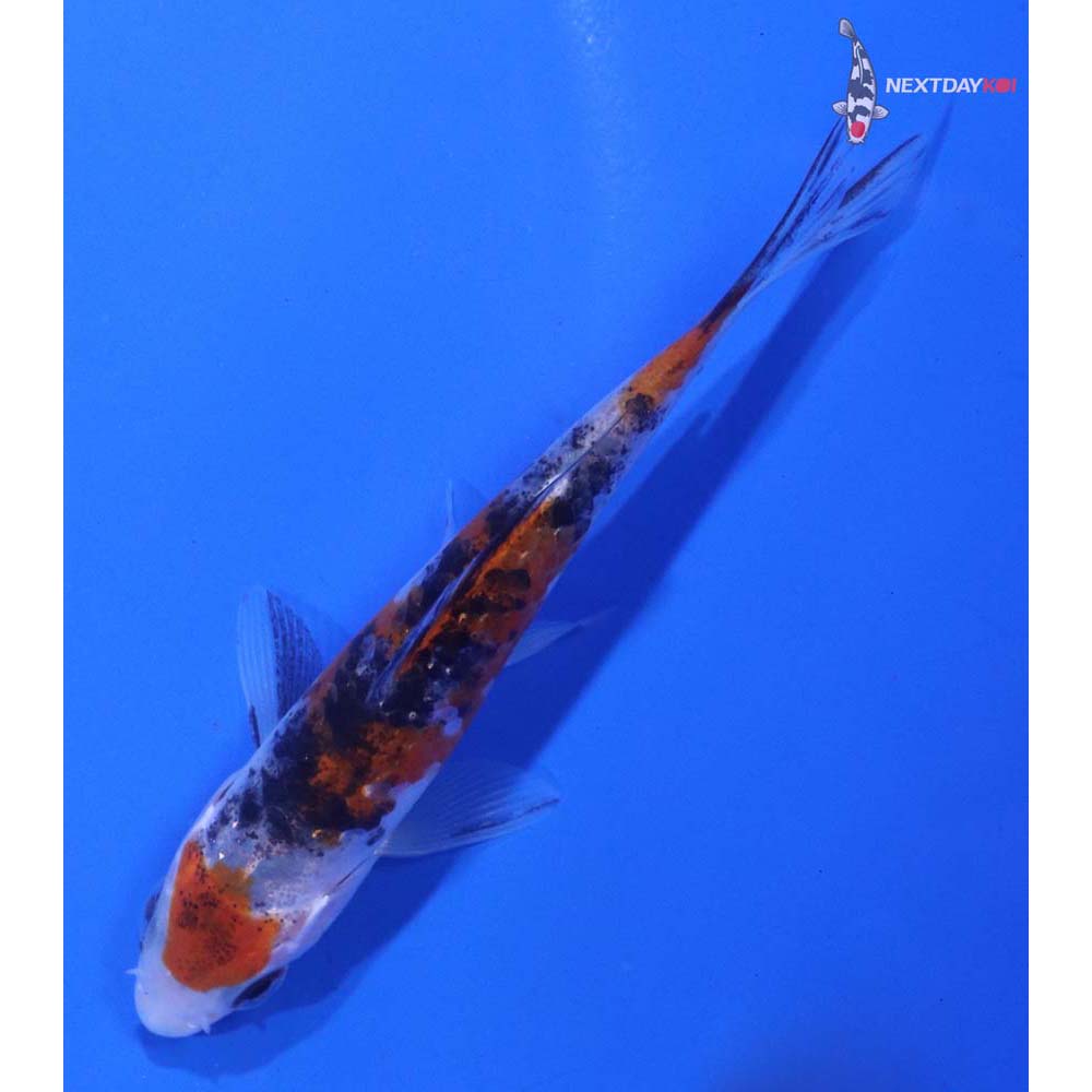 4” Imported Sanke